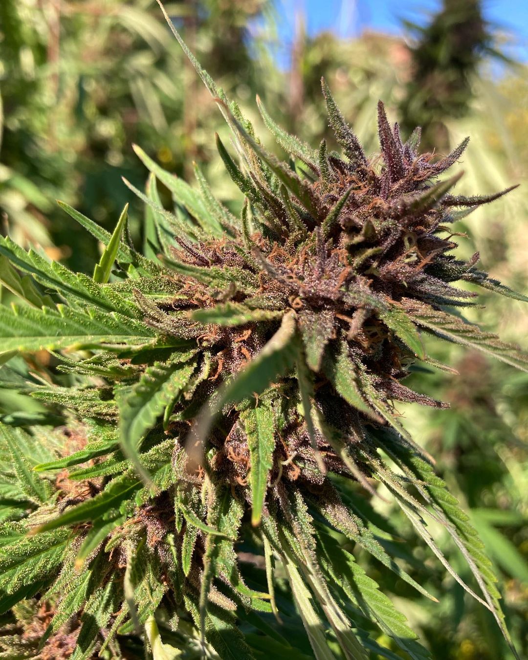 Close view of a purple cannabis flower