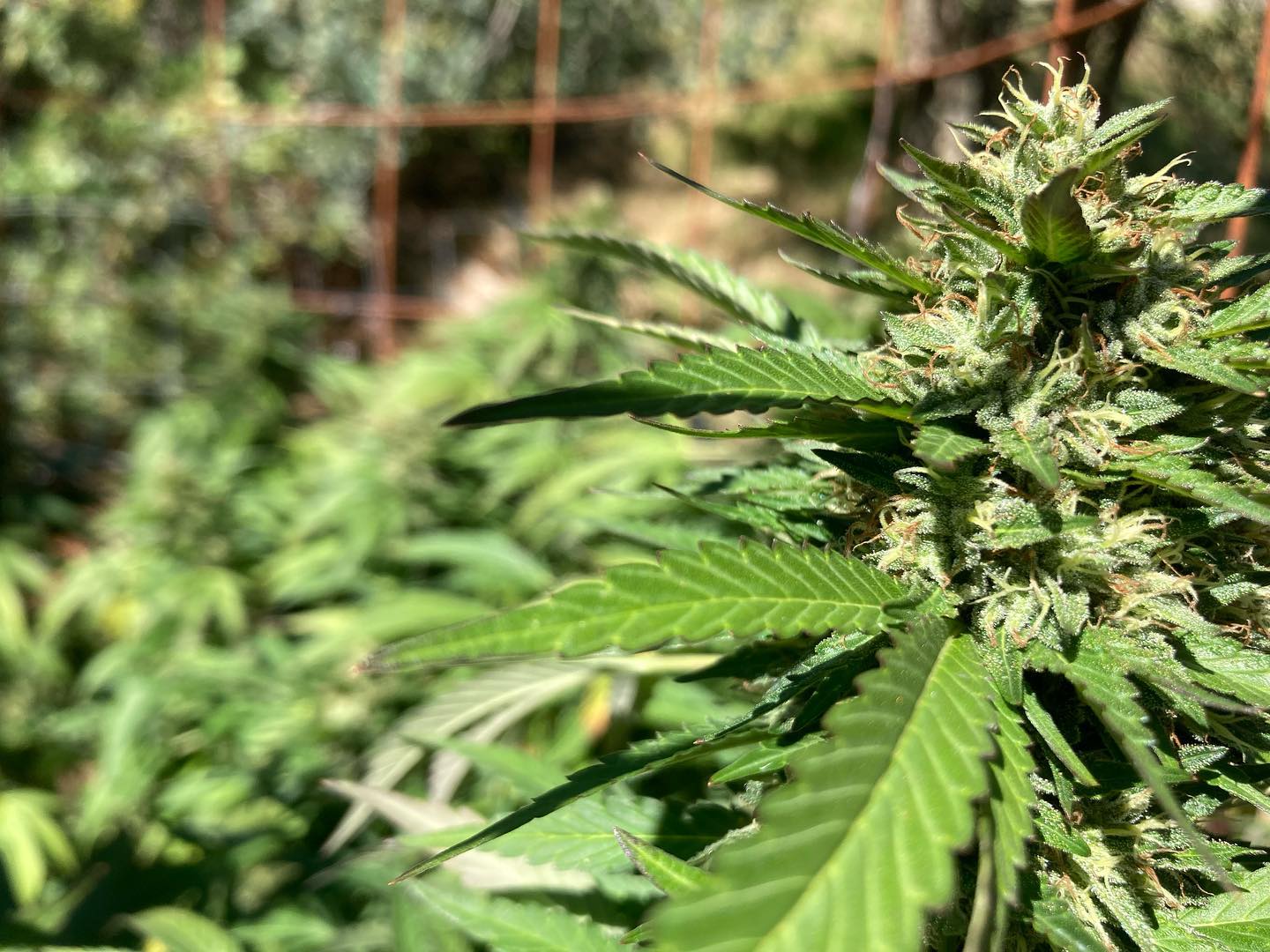 Sun-grown cannabis flower from Perrin Family Farm